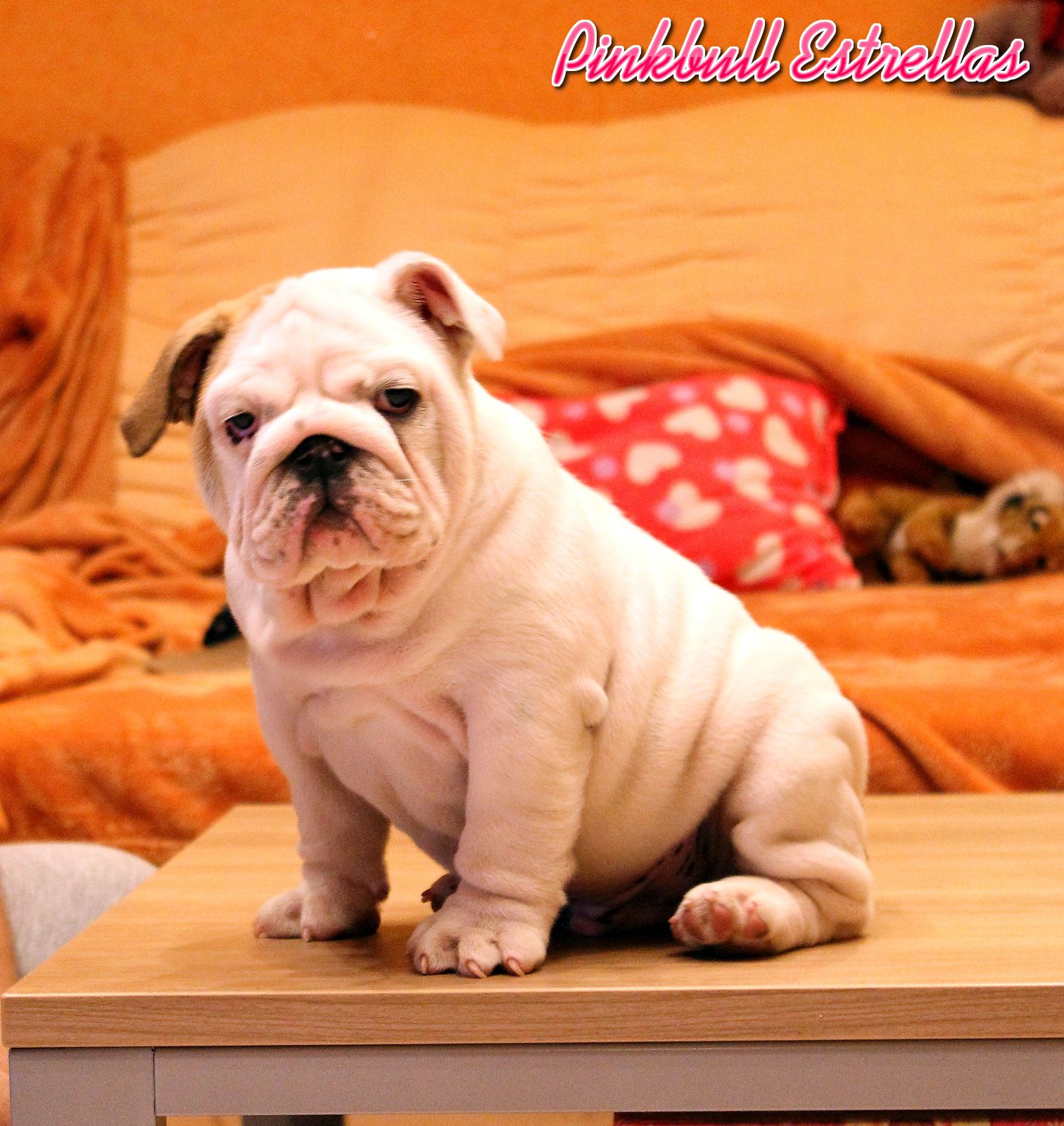 Pinkbull Estrellas Roycephus 9 weeks old